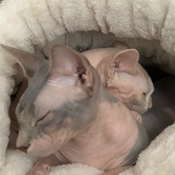 Meet your Posher, Lisa - Picture 1 of 1